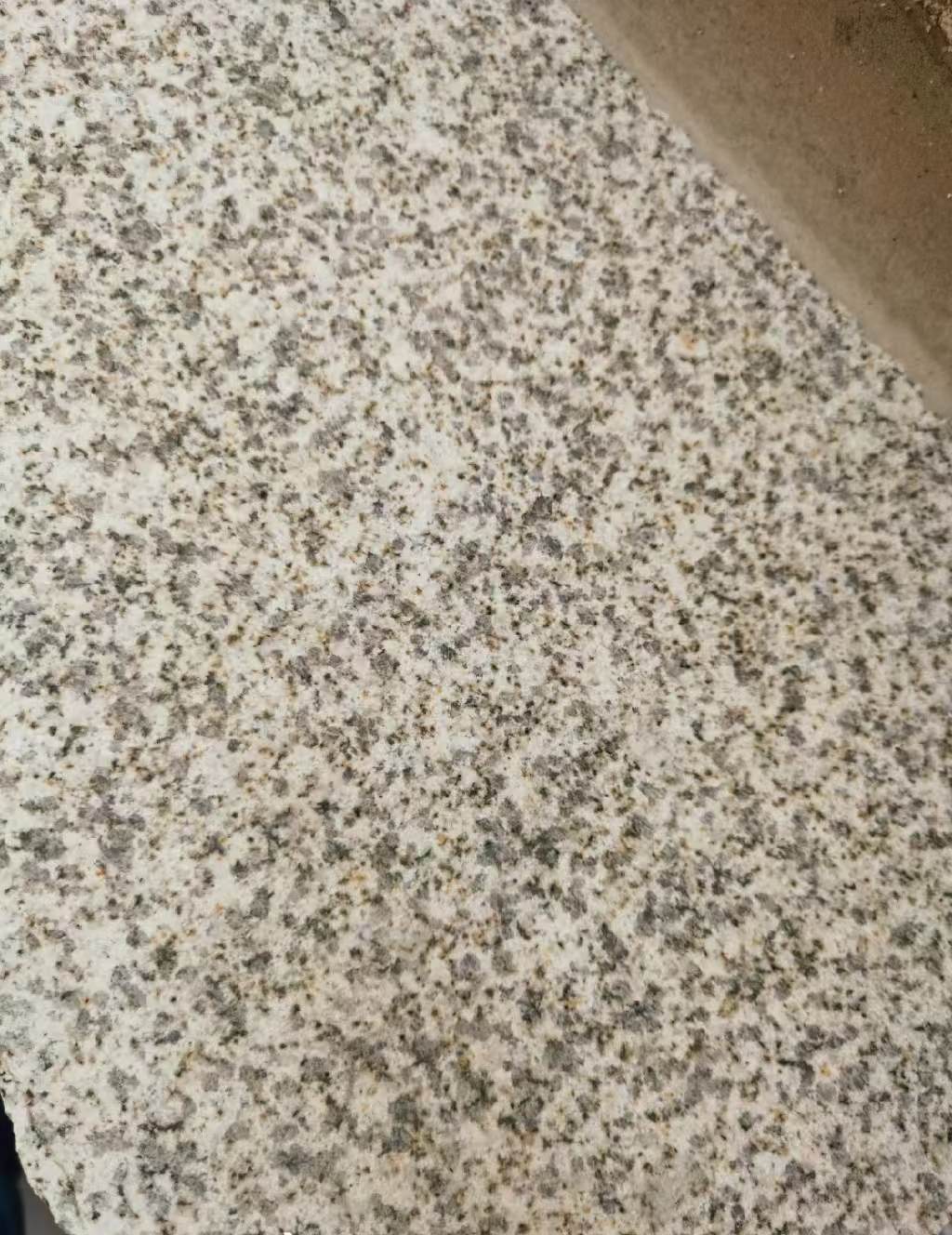 江门 黄金麻中黄光面